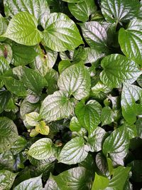 Full frame shot of leaves