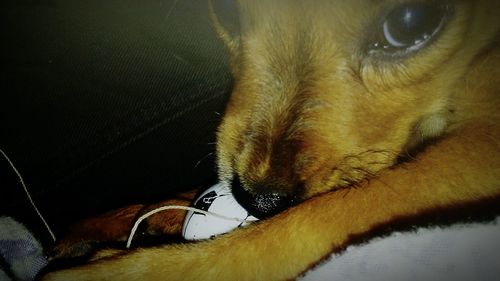 Close-up of dog lying down on sofa