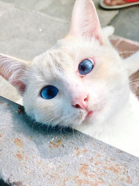 Close-up portrait of a cat