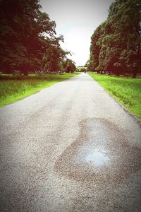 Surface level of road along trees