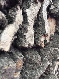 Full frame shot of tree trunk