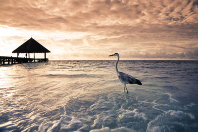 Bird on beach against sky during sunset