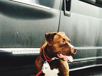 Close-up of dog