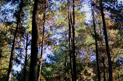 Low angle view of trees in forest against sky
