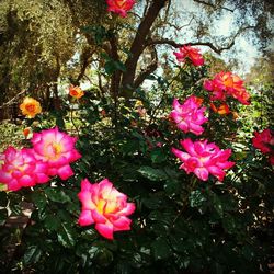 Close-up of pink flowers