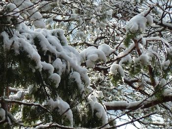 Low angle view of white flower tree