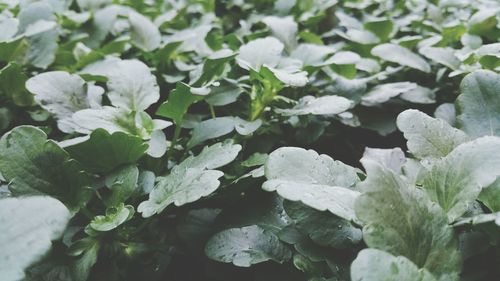 Full frame shot of plant growing outdoors