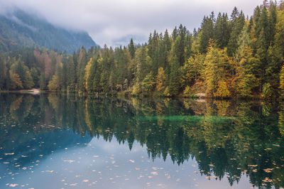 Scenic view of lake by trees in forest