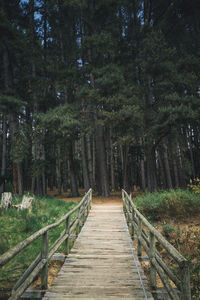 A bridge in the forest.