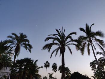 Low angle view of palm trees against clear blue sky