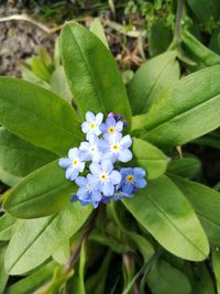 Close-up of fresh flowers blooming in plant