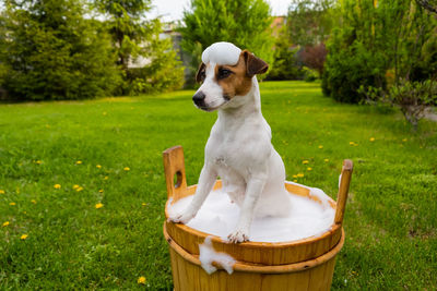 Dog with soap sud on head in bathtub