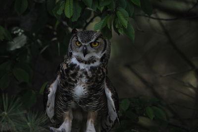 Portrait of owl perching outdoors