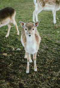 Portrait of deer standing on field