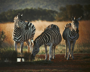 Zebras standing in a field