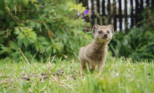 Portrait of an animal on field