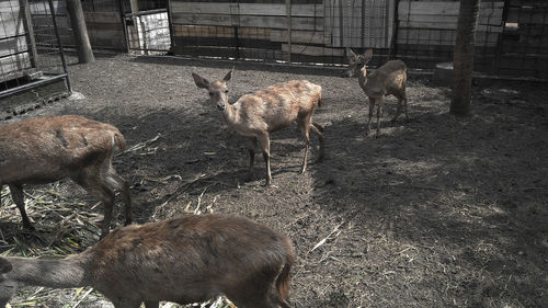 View of deer on field