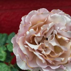 Close-up of rose blooming outdoors