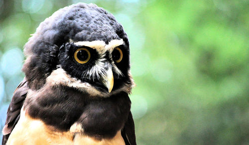 Close-up portrait of a owl