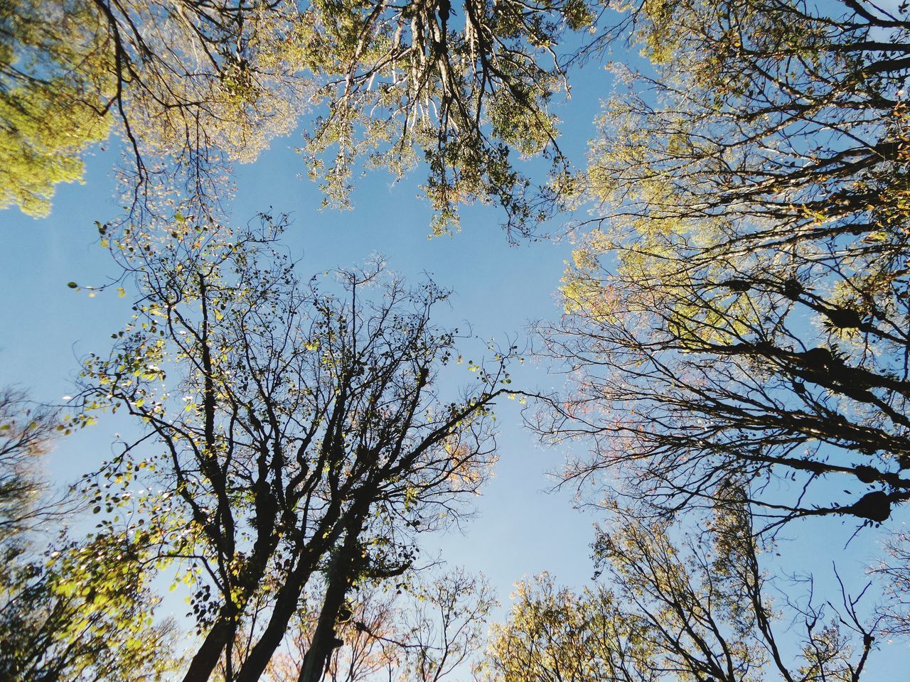 LOW ANGLE VIEW OF TREE AGAINST SKY