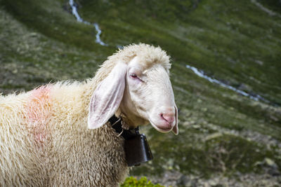 Close-up of a sheep in a field
