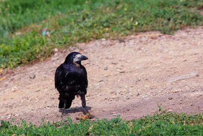 Black bird on a field