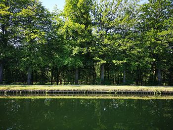 Scenic view of lake in forest