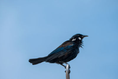 Low angle view of bird perching