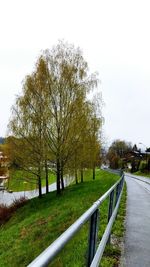 Footpath amidst trees
