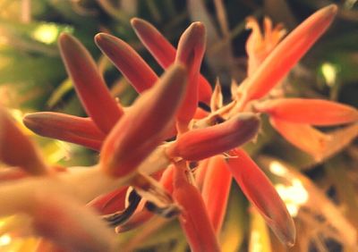 Close-up of flowers blooming outdoors