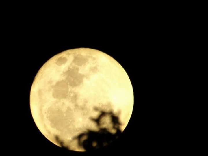 Fullmoon and trees