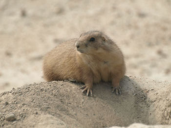 Close-up of an animal on rock