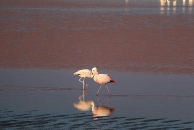 Bird in a lake