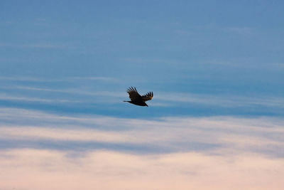 Low angle view of bird flying in sky