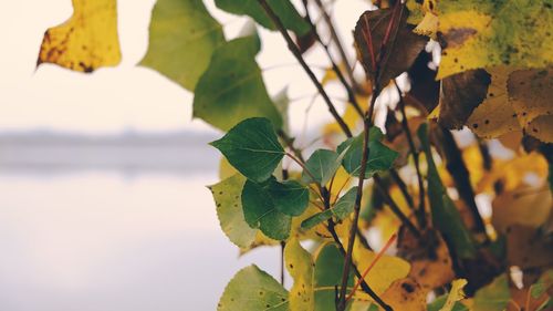 Close-up of leaves on plant against sky