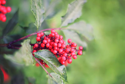 Close-up of red berries growing on plant