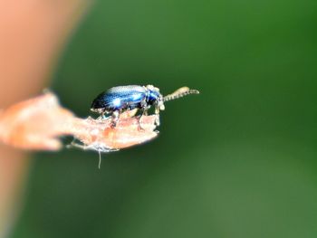 Close-up of insect