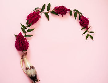 Close-up of pink roses against white background