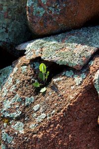 Close-up of lizard on rock