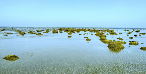 Scenic view of sea against clear sky