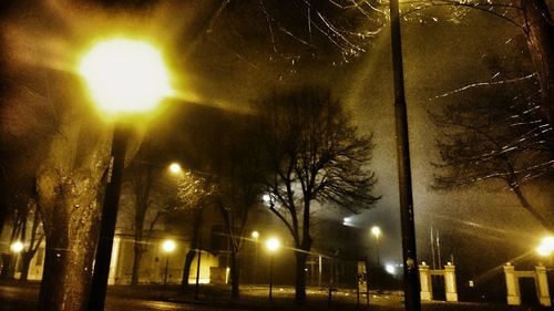 Low angle view of trees against sky at night