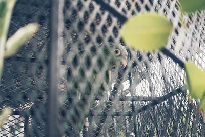 Close-up of bird in cage