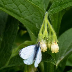 Close-up of butterfly on plant