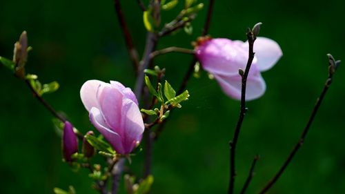 Close-up of pink flowering plant