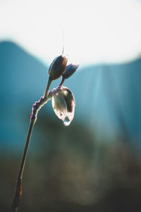 Close-up of water drop on plant