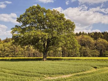 Trees on field against sky