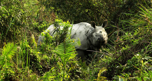 Rhinoceros amidst plants at kaziranga national park