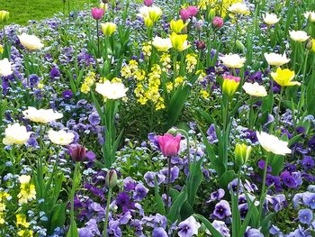 Close-up of purple crocus blooming outdoors