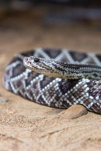 Close-up of lizard on a land