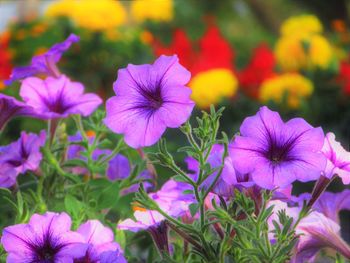 Close-up of pink flowering plants